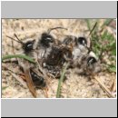 Andrena vaga - Weiden-Sandbiene 22.jpg